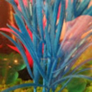 Meet your Posher, Patty